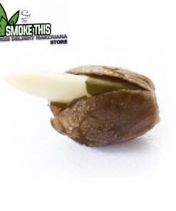 the best place to buy weed online at wholesale prices free shipping worldwide no additional fees or insurance.