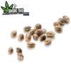 OG Kush Marijuana Seeds