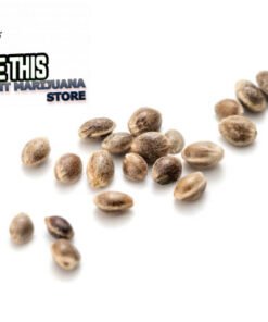 OG Kush Marijuana Seeds